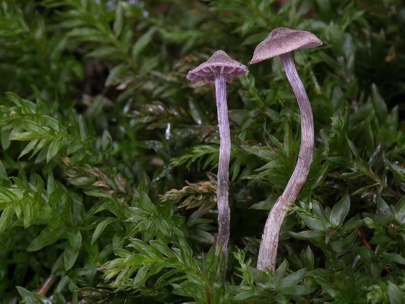 Cortinarius lilacinopusillus